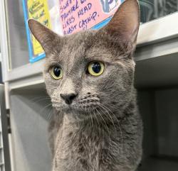 Shelter Stray Male Cat last seen Apt 212,1223 White Plains Road, BRONX, NY, 10472, 326 E 110th St, New York, NY 10029, USA