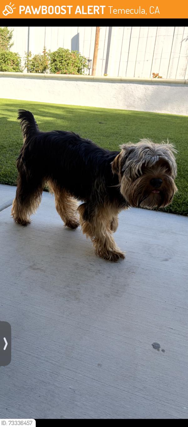 Found/Stray Male Dog last seen Paloma del Sol, Temecula, CA 92592