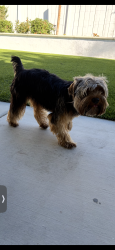 Found/Stray Male Dog last seen Paloma del Sol, Temecula, CA 92592