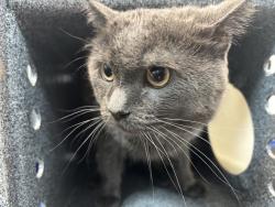 Shelter Stray Male Cat last seen Near Broadway, NEW YORK, NY, 10027, 326 E 110th St, New York, NY 10029, USA
