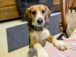 Lost Male Dog last seen Cooks Lane & Baltimore Nat'l Pike, Baltimore, MD 21229