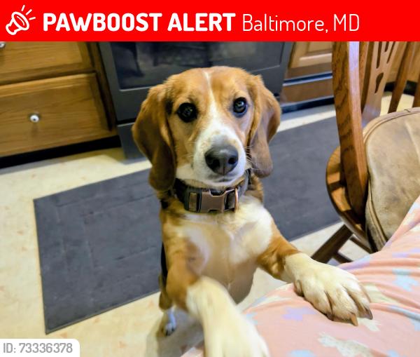 Lost Male Dog last seen Cooks Lane & Baltimore Nat'l Pike, Baltimore, MD 21229