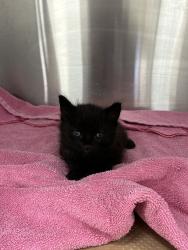 Shelter Stray Unknown Cat last seen Near New Lots Avenue, BROOKLYN, NY, 11207, 326 E 110th St, New York, NY 10029, USA
