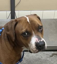 Shelter Stray Male Dog last seen 5th And F Street, CHENEY, WA, 99004, 6815 E Trent Ave, Spokane, WA 99212, USA