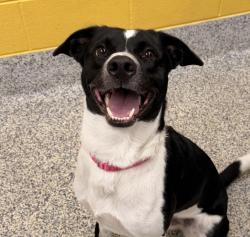 Shelter Stray Male Dog last seen 124/ N Huron St, Westminster, CO, 80234, 580 McIntyre St, Golden, CO 80401, USA