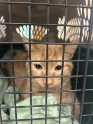 Shelter Stray Male Cat last seen Governors Way, VIRGINIA BEACH, VA, 23452, 341 S Birdneck Rd, Virginia Beach, VA 23451, USA