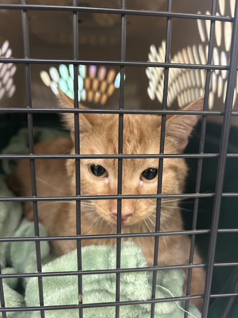 Shelter Stray Male Cat last seen Governors Way, VIRGINIA BEACH, VA, 23452, 341 S Birdneck Rd, Virginia Beach, VA 23451, USA