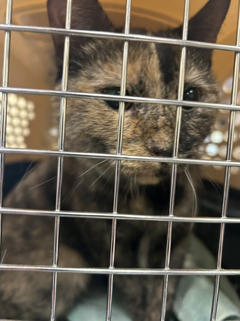 Shelter Stray Unknown Cat last seen Governors Way, VIRGINIA BEACH, VA, 23452, 341 S Birdneck Rd, Virginia Beach, VA 23451, USA