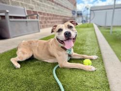Shelter Stray Female Dog last seen Near E 300 S, SALT LAKE CITY, UT, 84102, 511 W 3900 S, Salt Lake City, UT 84123, USA
