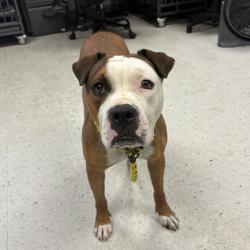 Shelter Stray Female Dog last seen Near W 7200 S, Midvale, UT, 84047, 511 W 3900 S, Salt Lake City, UT 84123, USA