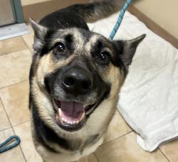 Shelter Stray Female Dog last seen OWNER SURRENDER, OR, 1700 W Historic Columbia River Hwy, Troutdale, OR 97060, USA