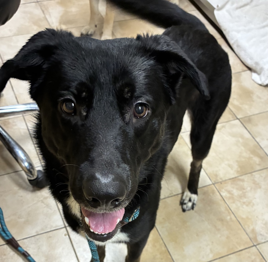 Shelter Stray Male Dog last seen OWNER SURRENDER, OR, 1700 W Historic Columbia River Hwy, Troutdale, OR 97060, USA