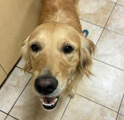 Shelter Stray Female Dog last seen Se Orient / SE Chase, GRESHAM, OR, 97080, 1700 W Historic Columbia River Hwy, Troutdale, OR 97060, USA