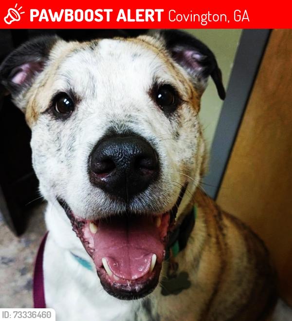 Lost Male Dog last seen Hwy 20 and 212, Covington, GA 30016