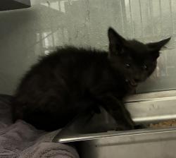 Shelter Stray Male Cat last seen Near S 9200 W, Magna Township, UT, 84044, 511 W 3900 S, Salt Lake City, UT 84123, USA