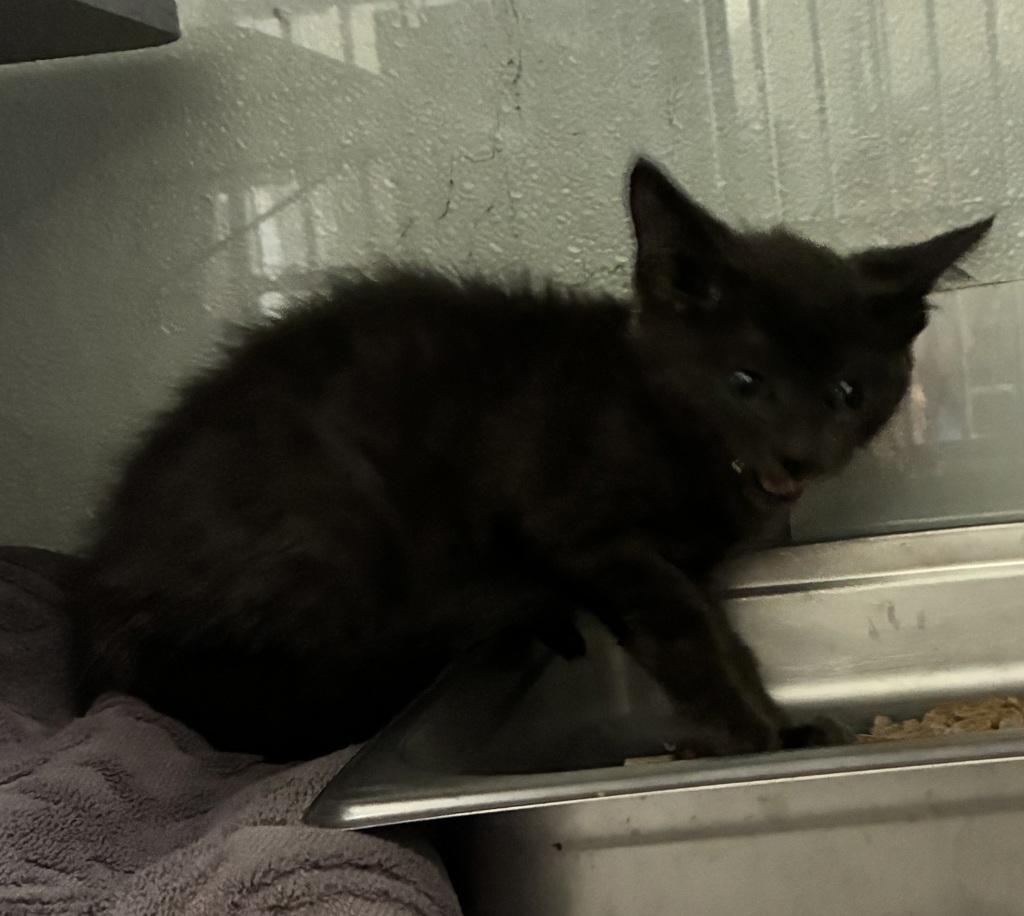 Shelter Stray Male Cat last seen Near S 9200 W, Magna Township, UT, 84044, 511 W 3900 S, Salt Lake City, UT 84123, USA