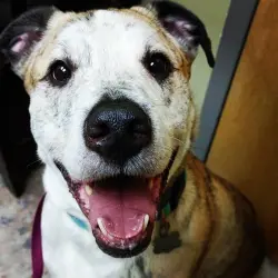 Lost Male Dog last seen Hwy 20 and 212, Covington, GA 30016