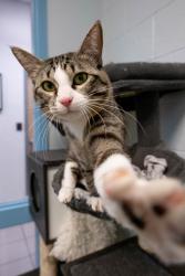 Shelter Stray Male Cat last seen Apt 304,752 N 900 W, SALT LAKE CITY, UT, 84116, 511 W 3900 S, Salt Lake City, UT 84123, USA