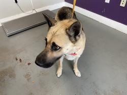 Shelter Stray Female Dog last seen Near S 800 W, SALT LAKE CITY, UT, 84104, 511 W 3900 S, Salt Lake City, UT 84123, USA