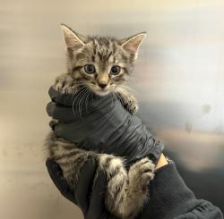 Shelter Stray Female Cat last seen Near Boston Avenue, San Diego, CA, 92113, 5500 Gaines St, San Diego, CA 92110, USA