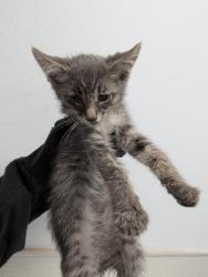 Shelter Stray Female Cat last seen Toyne Street, San Diego, CA, 92102, 5500 Gaines St, San Diego, CA 92110, USA