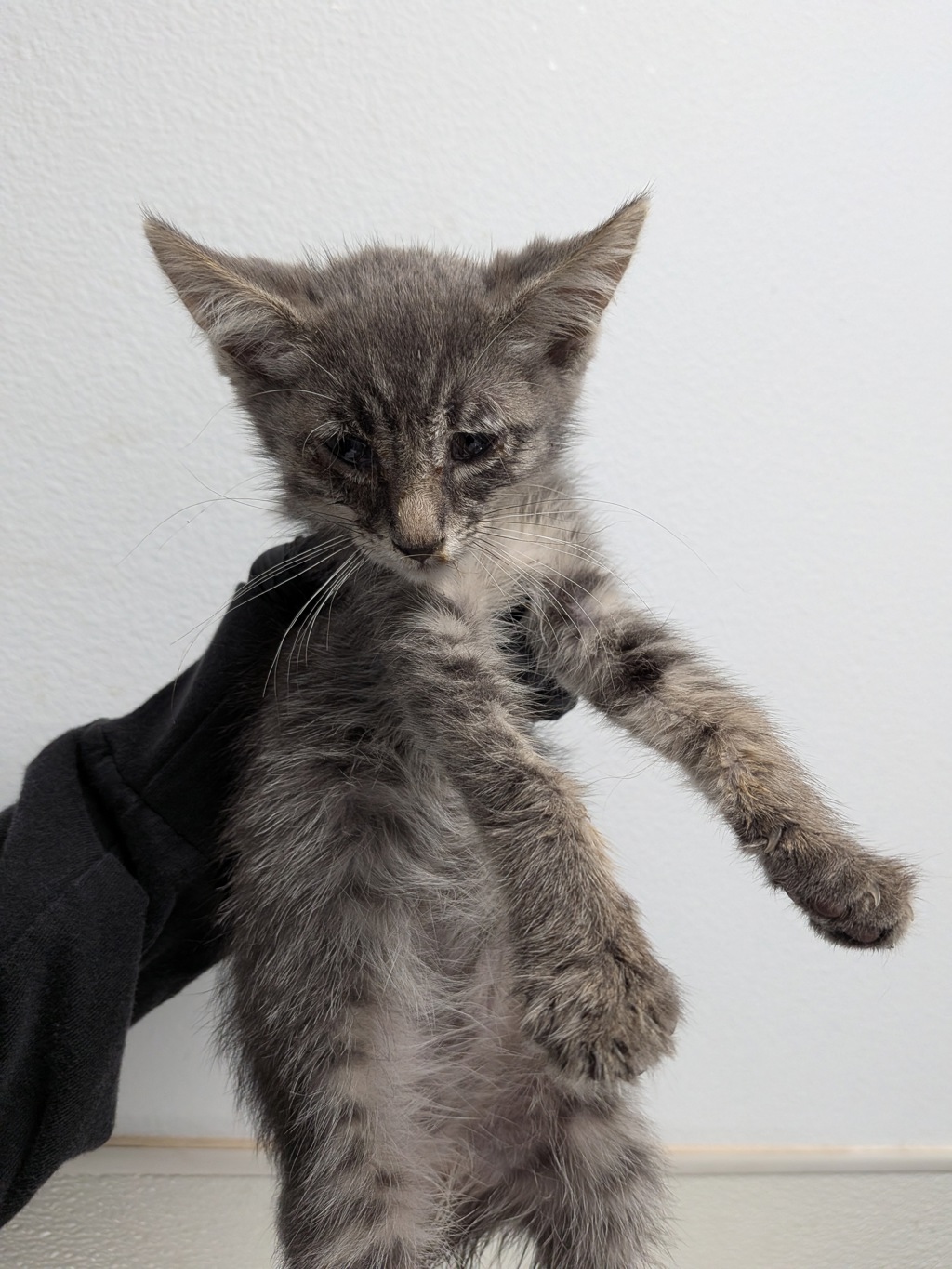 Shelter Stray Female Cat last seen Toyne Street, San Diego, CA, 92102, 5500 Gaines St, San Diego, CA 92110, USA