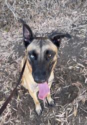 Shelter Stray Male Dog last seen Near Lake Alturas Avenue, San Diego, CA, 92119, 5500 Gaines St, San Diego, CA 92110, USA