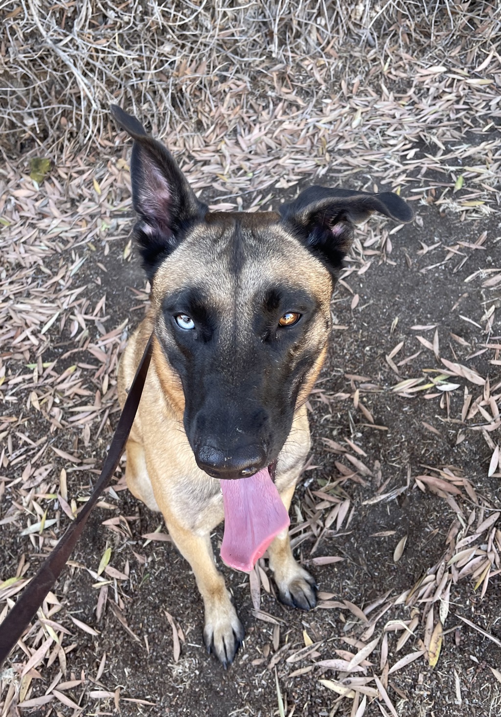Shelter Stray Male Dog last seen Near Lake Alturas Avenue, San Diego, CA, 92119, 5500 Gaines St, San Diego, CA 92110, USA