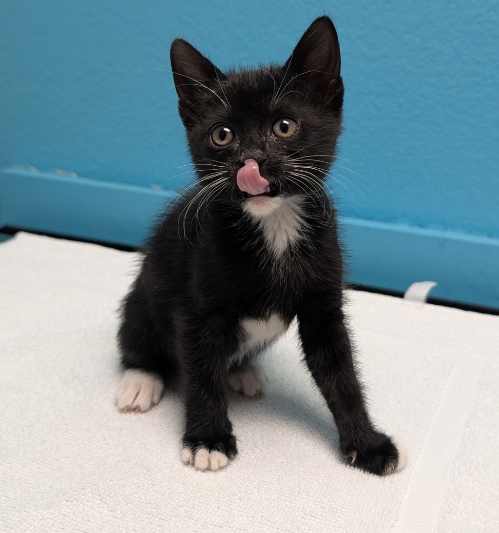 Shelter Stray Female Cat last seen Near Ingrid Avenue, San Diego, CA, 92154, 5500 Gaines St, San Diego, CA 92110, USA