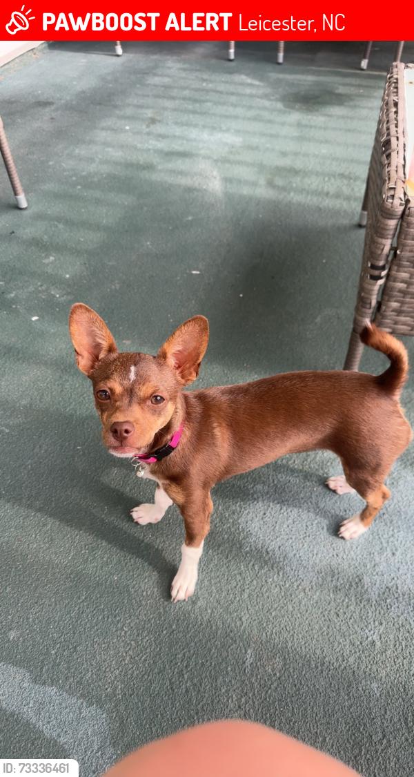 Lost Female Dog last seen Tipton hill, Leicester, NC 28748