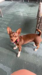 Lost Female Dog last seen Tipton hill, Leicester, NC 28748