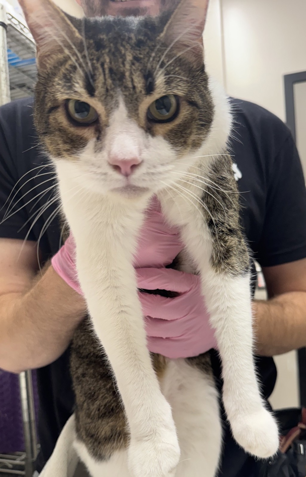 Shelter Stray Male Cat last seen Near Rodman Avenue, San Diego, CA, 92120, El Cajon, CA 92020, USA