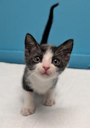 Shelter Stray Male Cat last seen Near Ingrid Avenue, San Diego, CA, 92154, 5500 Gaines St, San Diego, CA 92110, USA