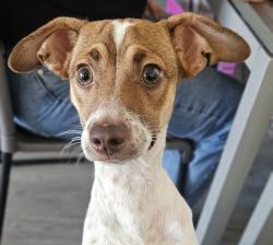Shelter Stray Female Dog last seen Near Morley Field Drive, San Diego, CA, 92104, 5500 Gaines St, San Diego, CA 92110, USA