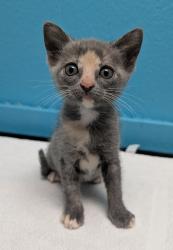 Shelter Stray Female Cat last seen Near Ingrid Avenue, San Diego, CA, 92154, 5500 Gaines St, San Diego, CA 92110, USA