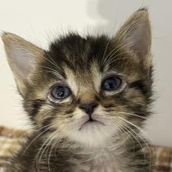 Shelter Stray Female Cat last seen 60th Street, San Diego, CA, 92114, 5500 Gaines St, San Diego, CA 92110, USA