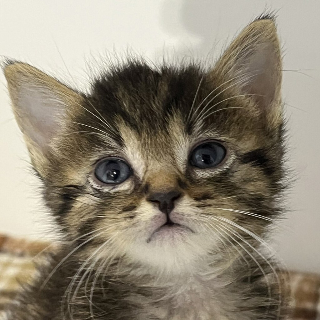 Shelter Stray Female Cat last seen 60th Street, San Diego, CA, 92114, 5500 Gaines St, San Diego, CA 92110, USA