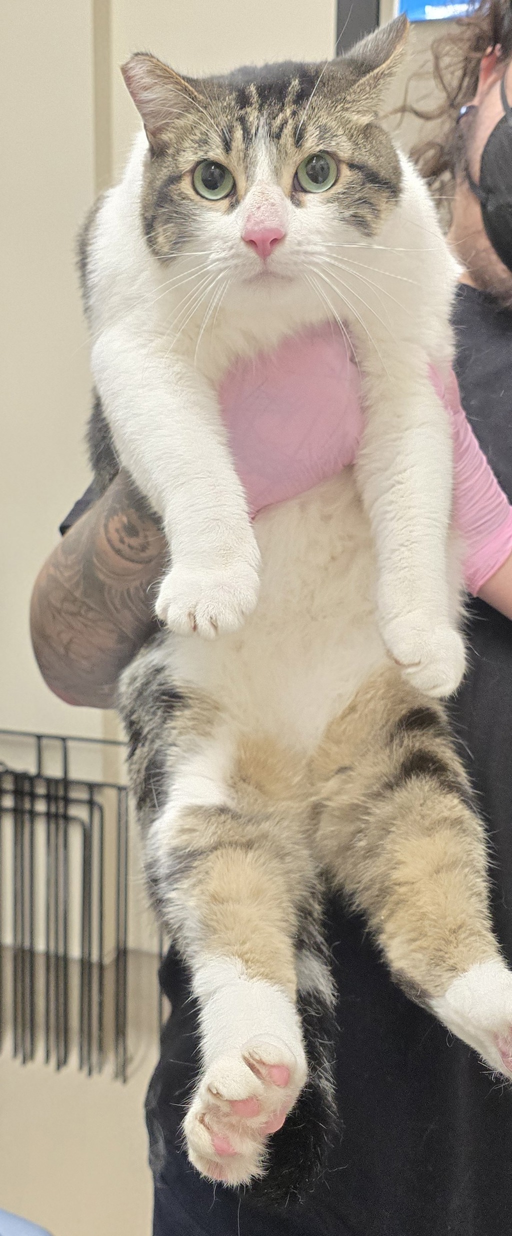 Shelter Stray Male Cat last seen Surrender, El Cajon, CA, 92021, El Cajon, CA 92020, USA
