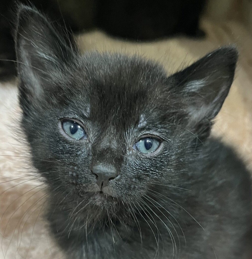 Shelter Stray Male Cat last seen 60th Street, San Diego, CA, 92114, 5500 Gaines St, San Diego, CA 92110, USA