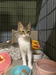 Shelter Stray Male Cat last seen Near Mesa Drive, Oceanside, CA, 92054, Oceanside, CA 92058, USA