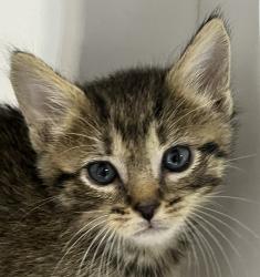 Shelter Stray Female Cat last seen 60th Street, San Diego, CA, 92114, 5500 Gaines St, San Diego, CA 92110, USA