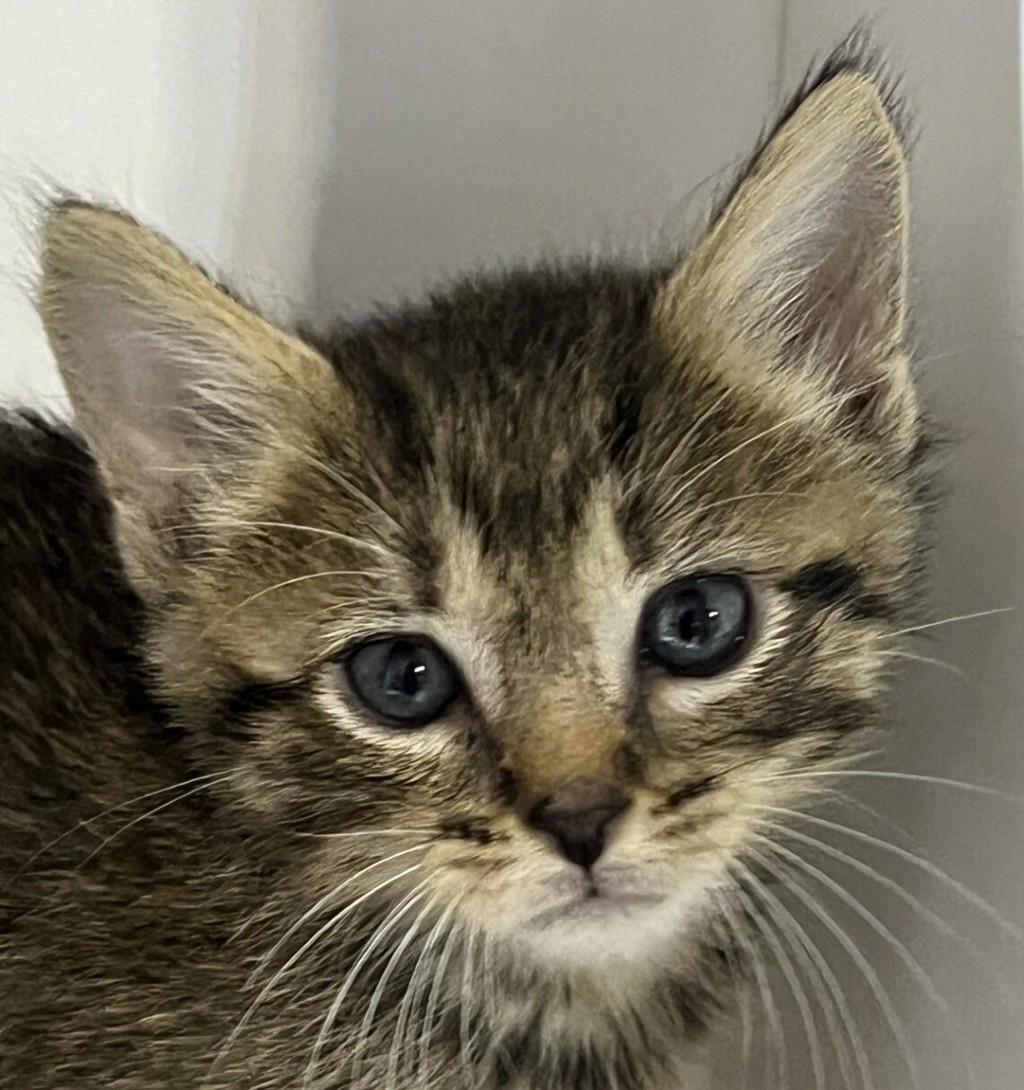 Shelter Stray Female Cat last seen 60th Street, San Diego, CA, 92114, 5500 Gaines St, San Diego, CA 92110, USA