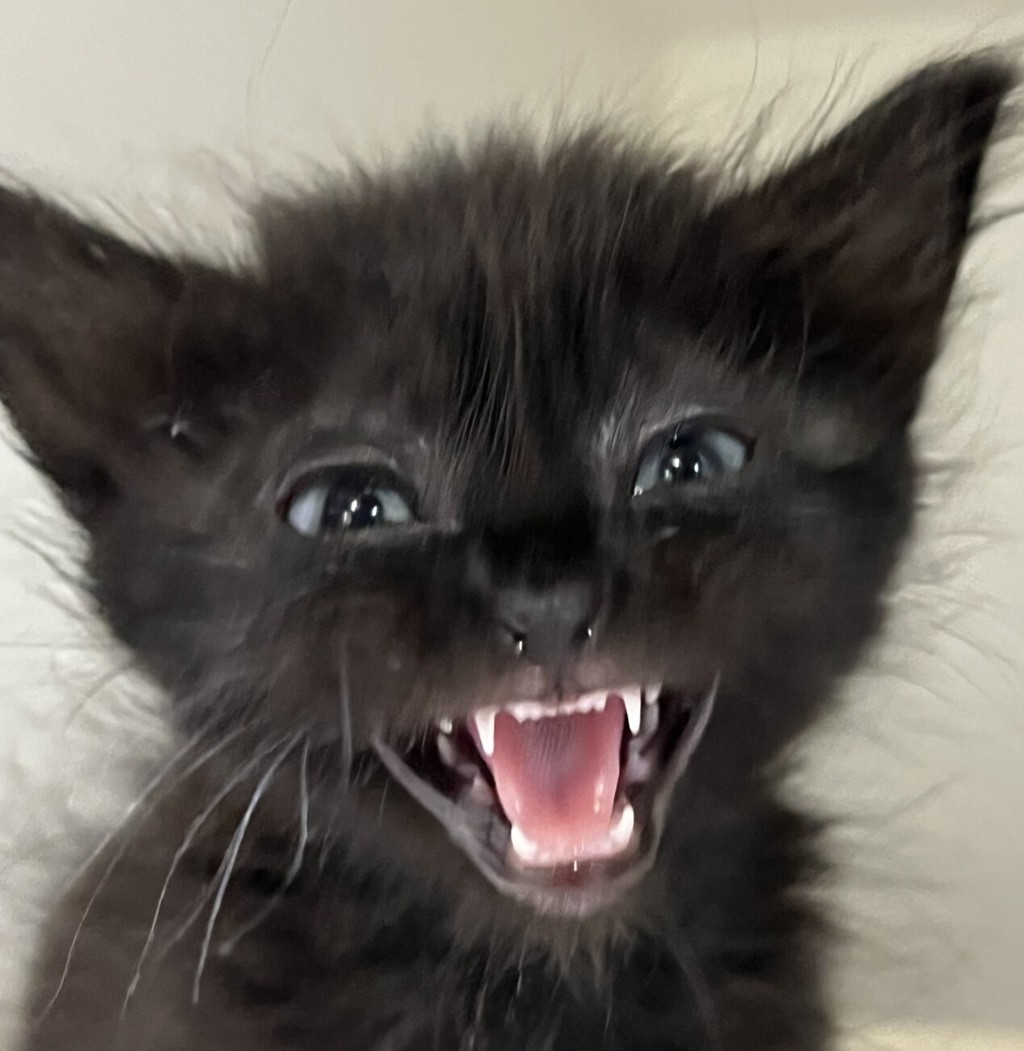 Shelter Stray Female Cat last seen 60th Street, San Diego, CA, 92114, 5500 Gaines St, San Diego, CA 92110, USA
