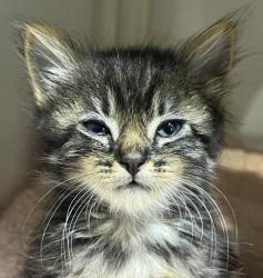 Shelter Stray Male Cat last seen 60th Street, San Diego, CA, 92114, 5500 Gaines St, San Diego, CA 92110, USA