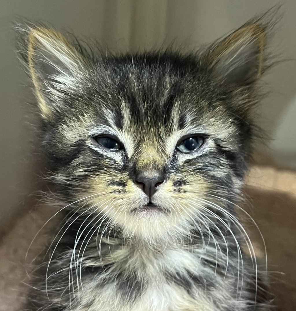 Shelter Stray Male Cat last seen 60th Street, San Diego, CA, 92114, 5500 Gaines St, San Diego, CA 92110, USA