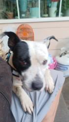 Reunited Female Dog last seen 158th northeast sandy boulevard Portland Oregon 97230, Portland, OR 97220