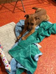 Reunited Female Dog last seen S Colonial Dr., Cleburne, TX 76031