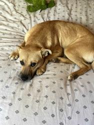 Reunited Female Dog last seen Sweetwater & Silverbell, Tucson, AZ 85745
