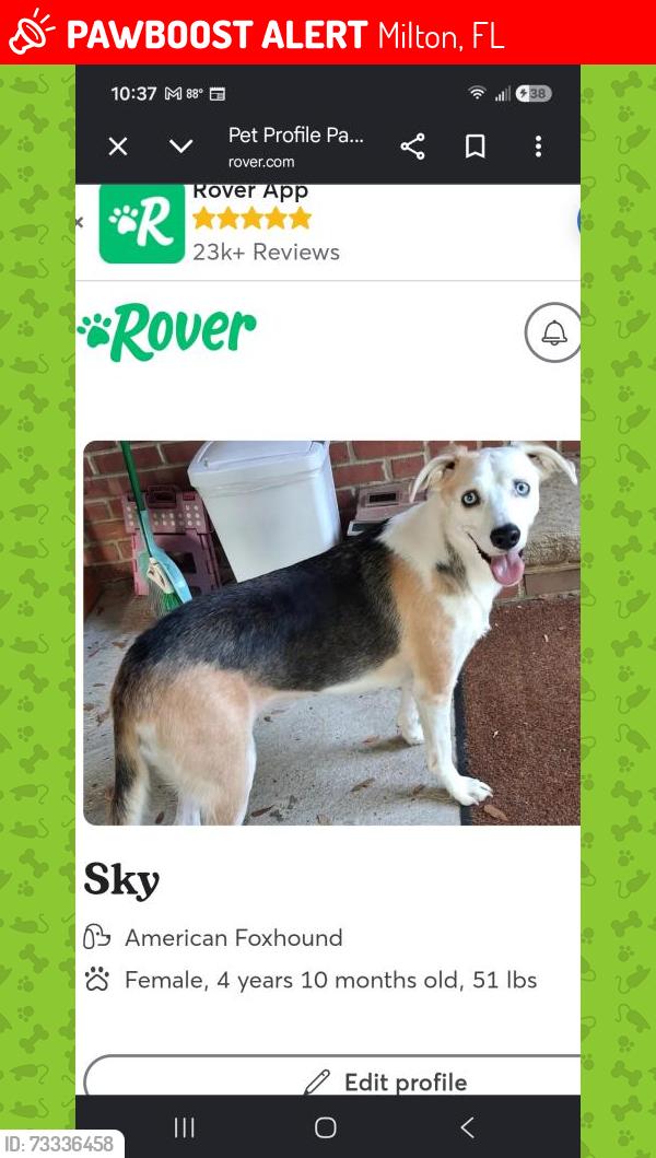 Lost Female Dog last seen N. Branding Iron & S Branding Iron Lives on Chuckwagon lane., Milton, FL 32570