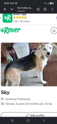 Lost Female Dog last seen N. Branding Iron & S Branding Iron Lives on Chuckwagon lane., Milton, FL 32570